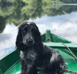 Cocker Spaniel Puppies For Sale